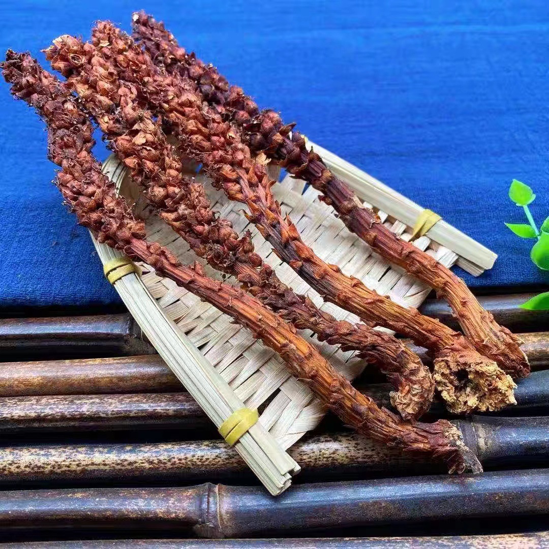 不老草 长白山不老草 草苁蓉 列当 回春草批发 一捆20支质量好 粗