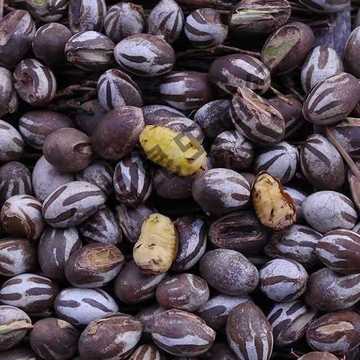 坦克虫活杨拉罐洋辣子罐蛋虫子包刺交子鱼饵仓鼠零食鸟食杨辣子