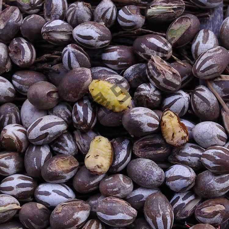 坦克虫活杨拉罐洋辣子罐蛋虫子包刺交子鱼饵仓鼠零食鸟食杨辣子