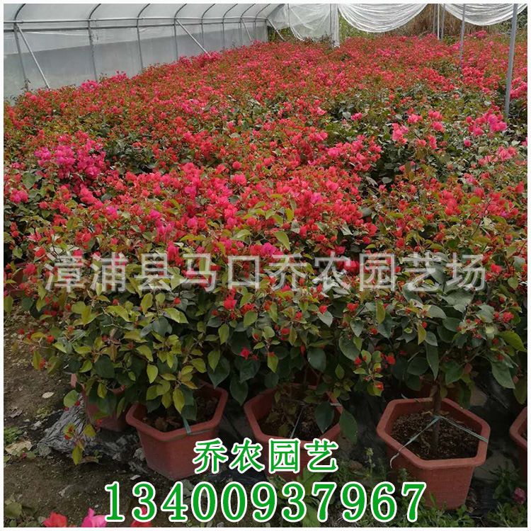 四季红三角梅 同安红三角梅 勒杜鹃盆栽 高度60-70 价格14元-阿里巴巴