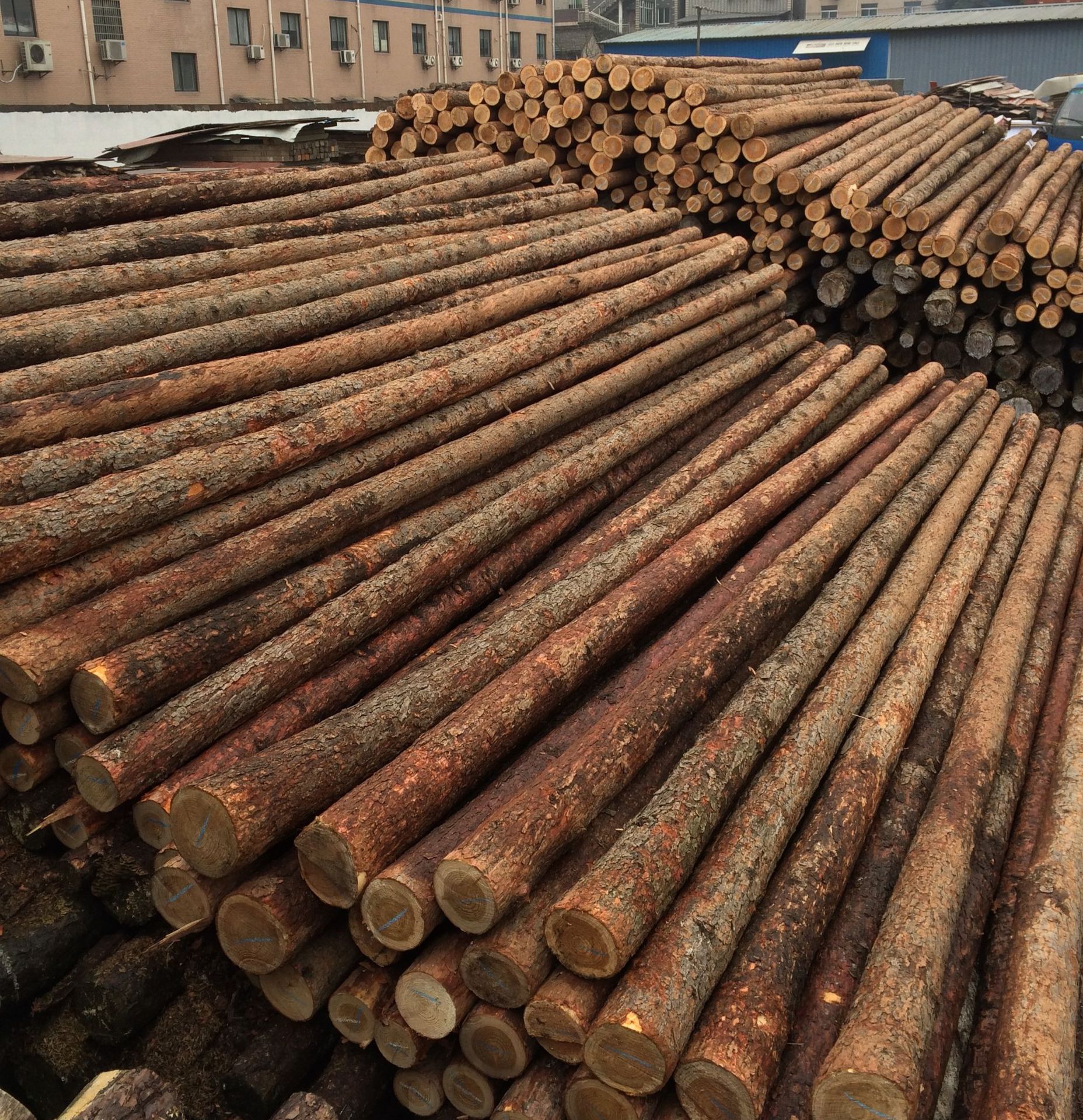 批发河道打桩木6米松木桩油松圆木桩