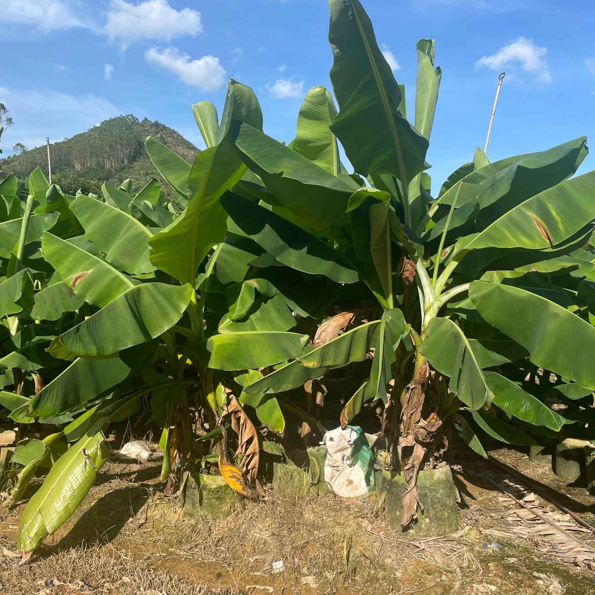 福建香蕉树产地丛生芭蕉树米蕉树批发热带果树种植基地-阿里巴巴