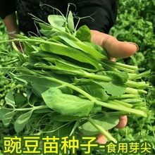 一件代发豌豆苗种籽豌豆种籽尖芽苗菜种子四季蔬菜孑龙须豌豆苗荷