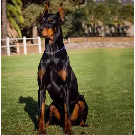 纯种杜宾幼犬活体双血统杜宾德系赛级护卫犬迷你杜宾犬宠物狗幼崽