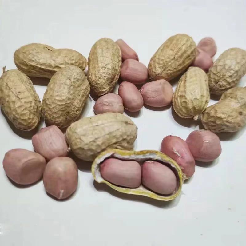 花生年新鲜干花生带壳种子零食生农家自种批发价跨境电商批发代发