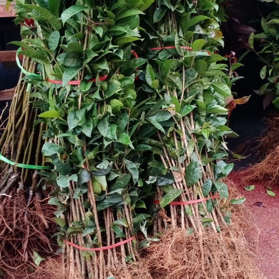 八月桂花树广西