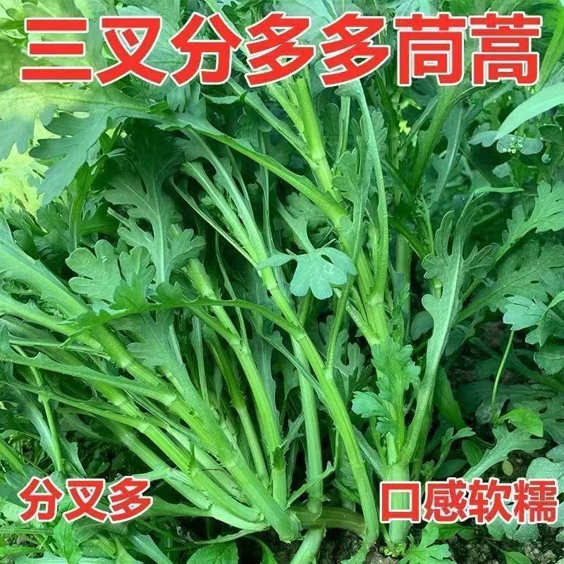 三叉分多多茼蒿皇帝菜味道更浓青菜种正品掐了发耐寒当季新种