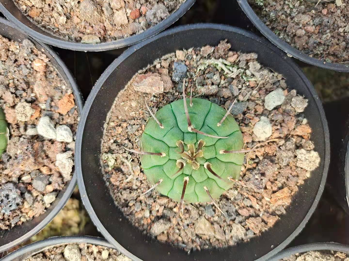 一本刺仙人球 实生根 裸萼球属 趴刺不扎手仙人球