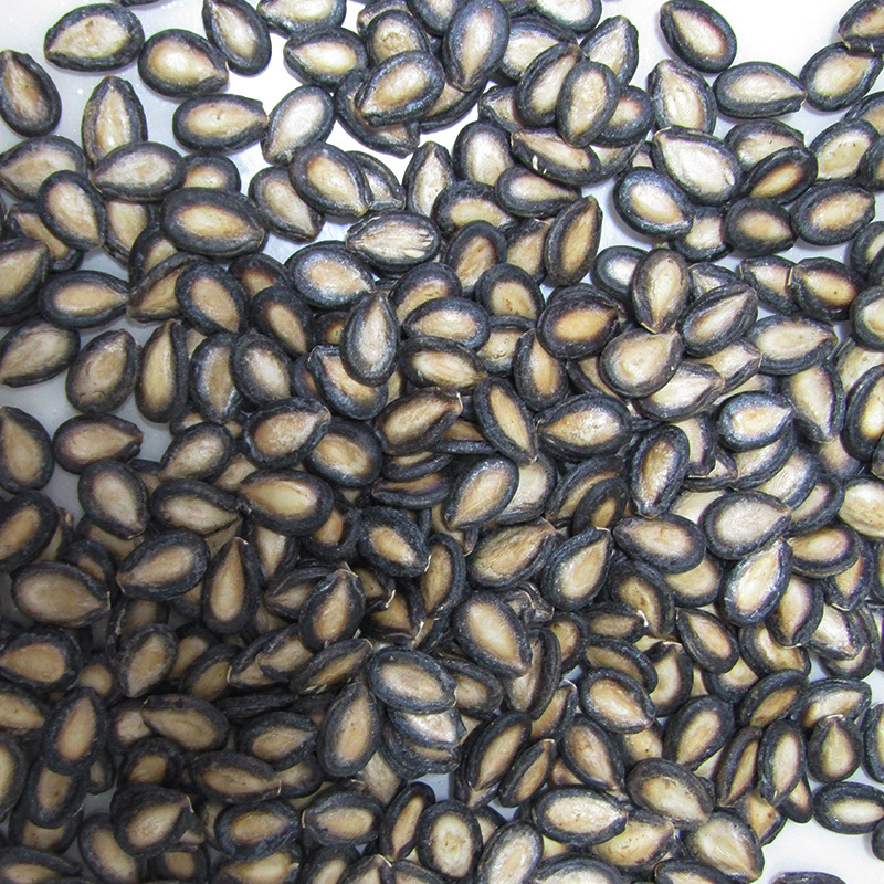 生西瓜子打大片甘肃会宁特产食用种植兰州黑原味半斤包邮
