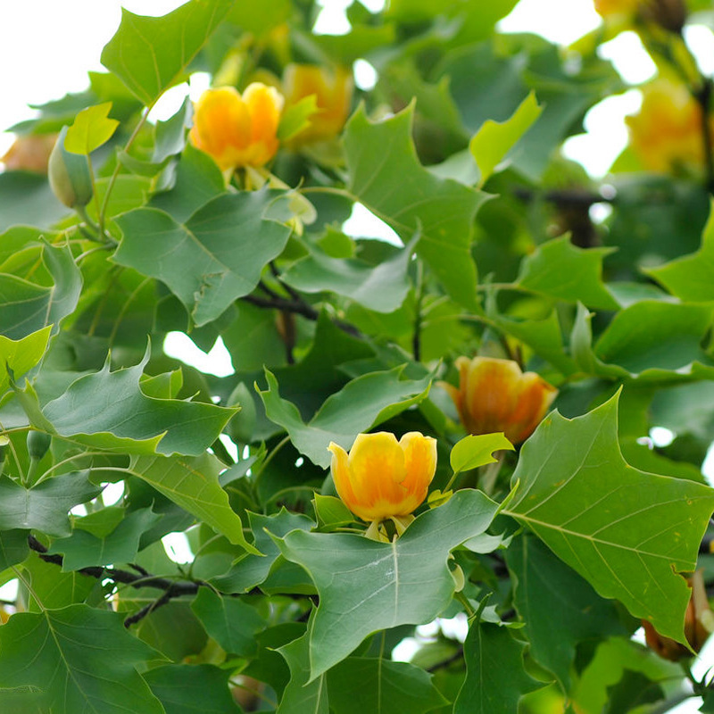 马褂木树种子鹅掌楸树种籽叶形奇特花朵美丽观赏树种落叶乔木种子-阿