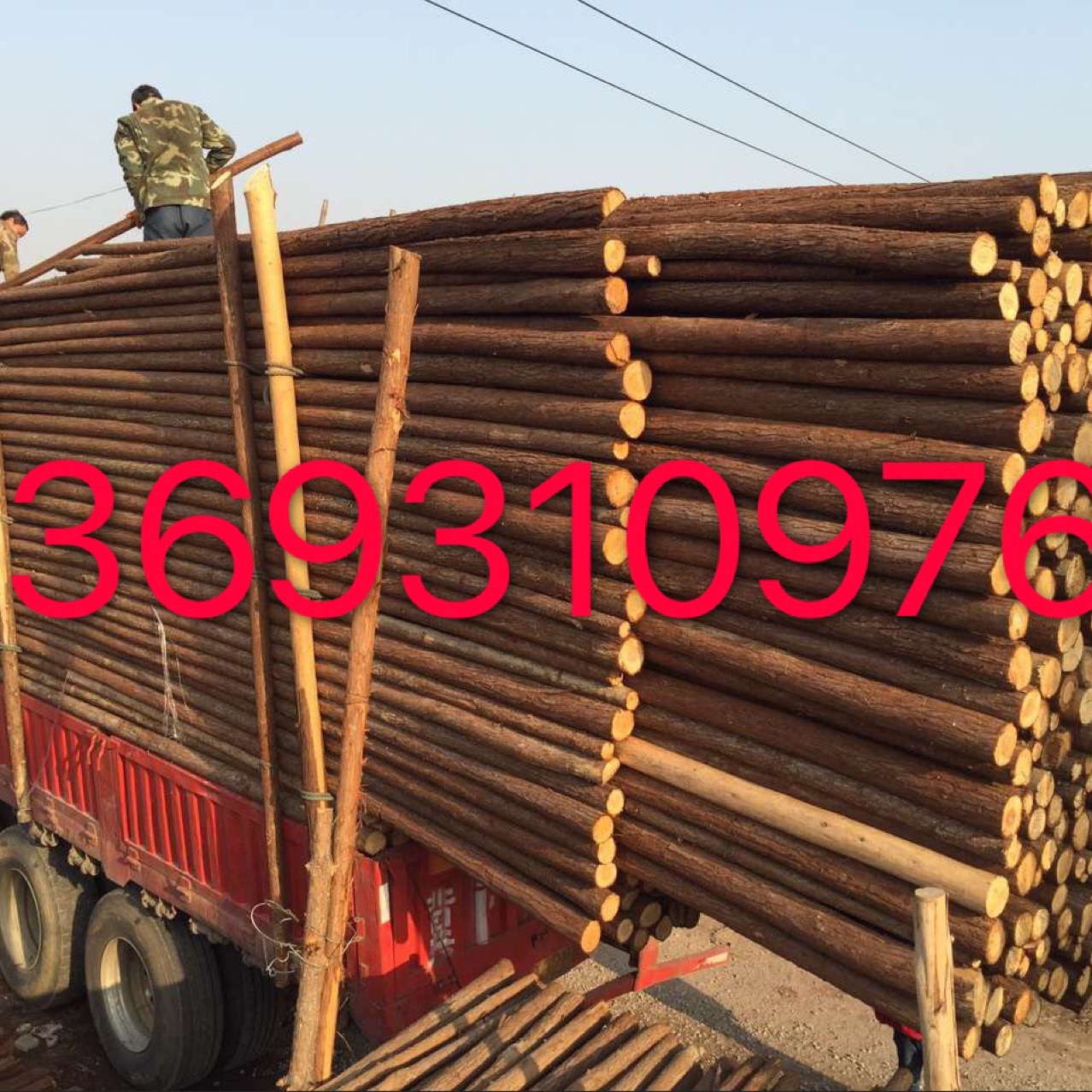 混批原产地直销杉木杆绿化杆高压线防护河道防讯打桩 全国发货