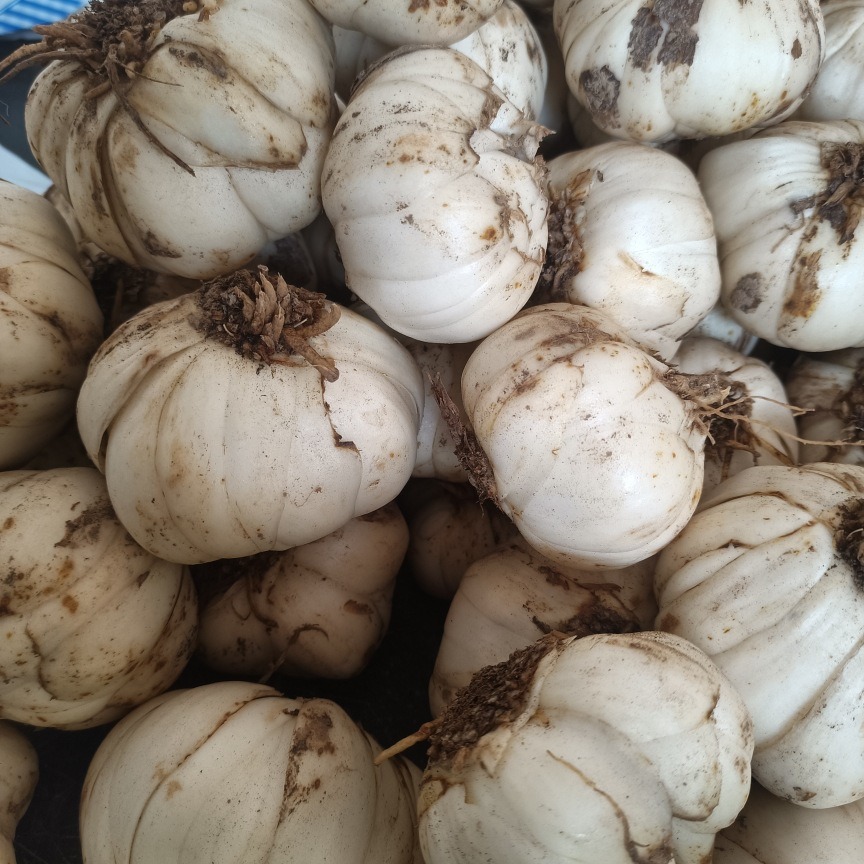 甘肃省兰州市西果园新鲜百合六个一斤【3斤以上包邮顺丰】-阿里巴巴