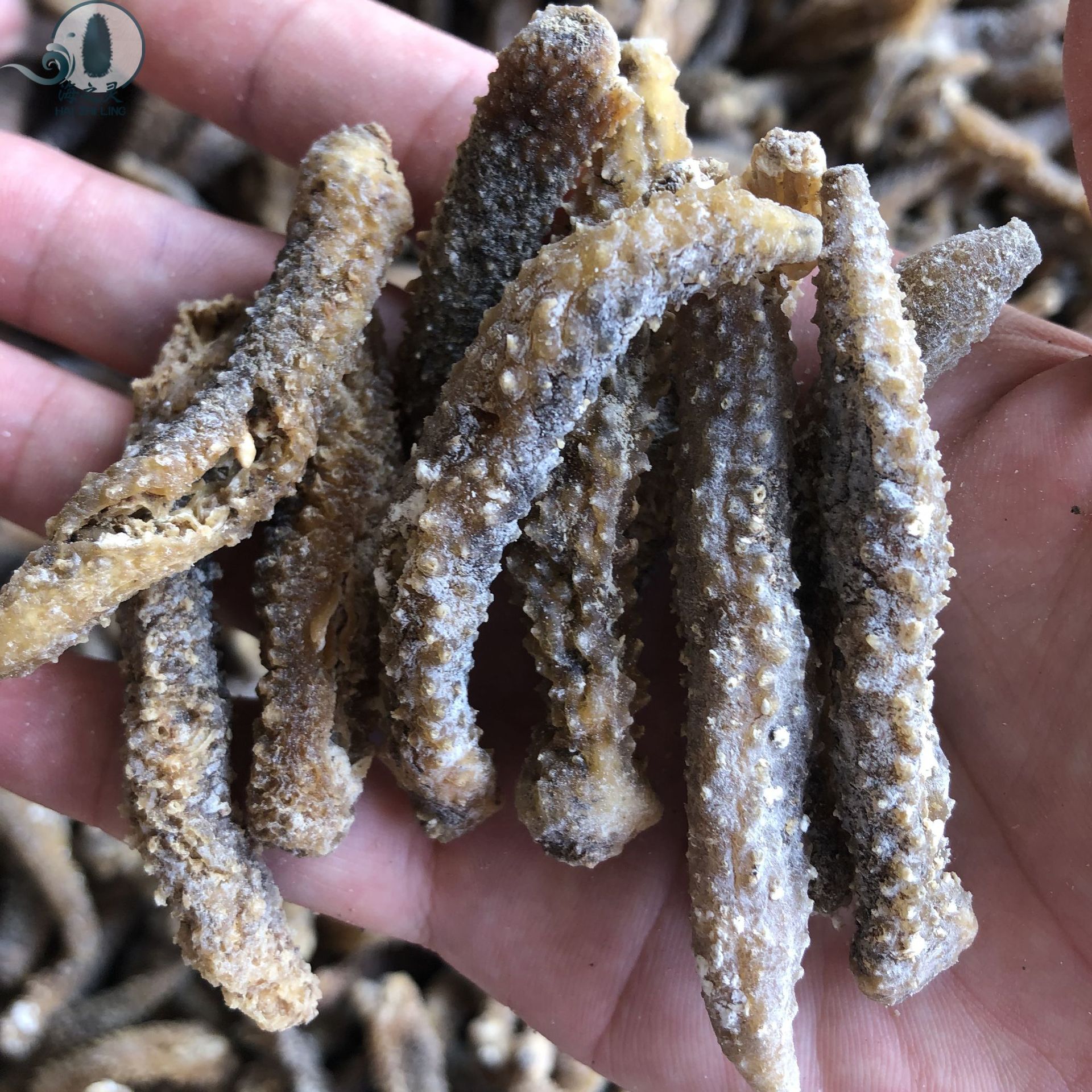 批发去皮黄金刺秃参印尼黑刺秃参淡干小黑刺参 佛跳墙干海参190头