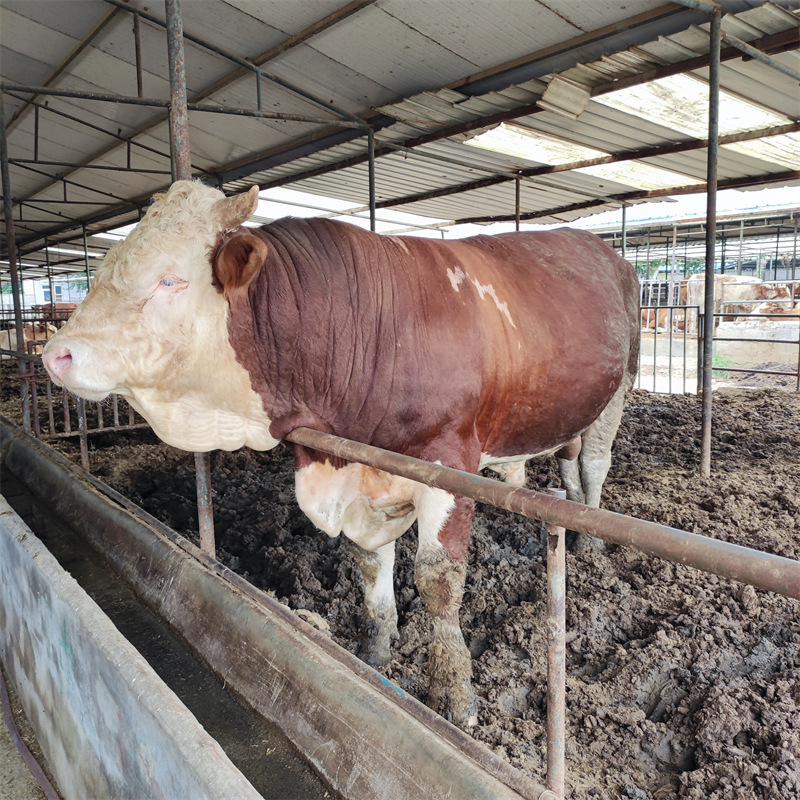 西门塔尔母牛批发小牛犊自养自销西门塔尔牛 怀孕大母牛 改良肉牛