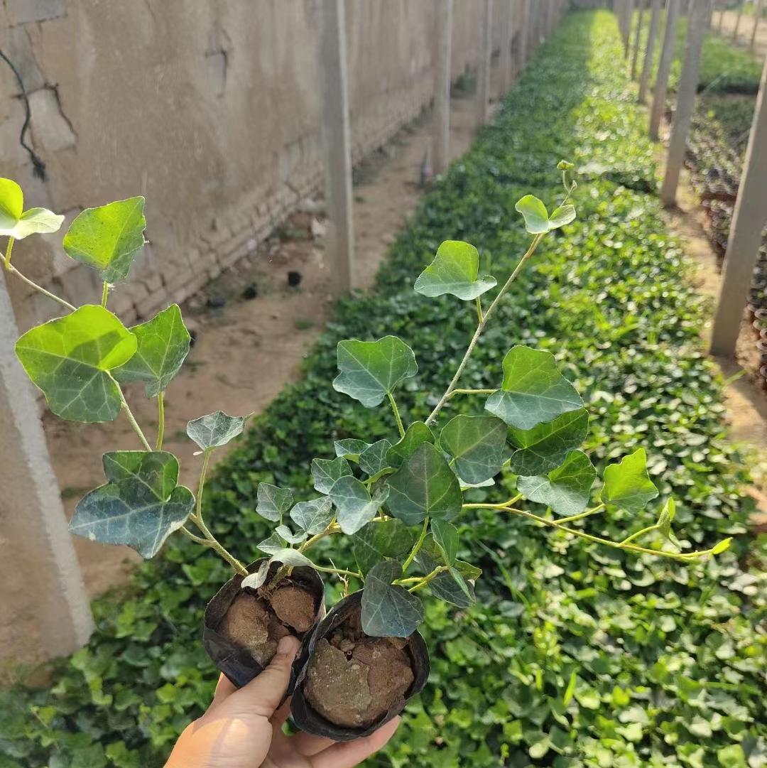 常春藤小苗批发 四季常青垂吊爬藤爬墙植物小区绿化工程爬山虎