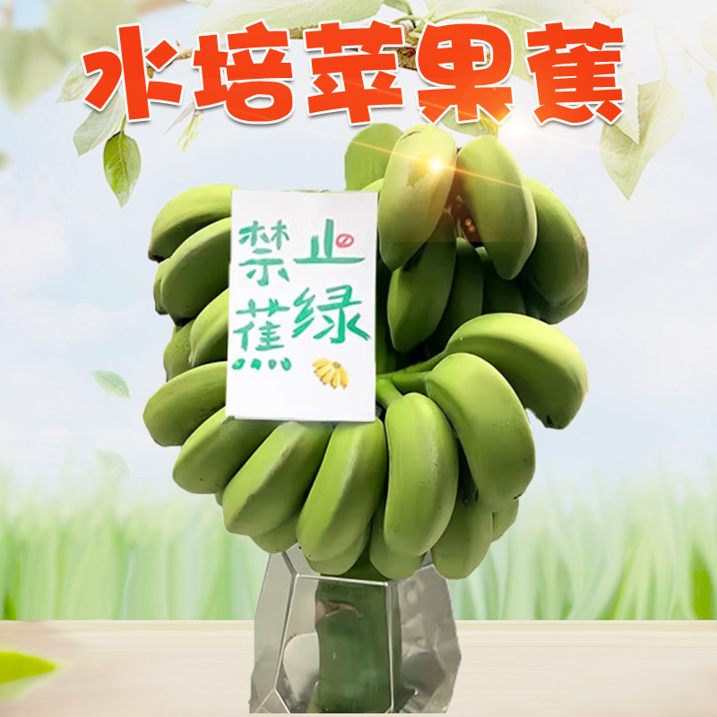 水培苹果蕉  代发1/9斤当季甜糯苹果粉蕉观赏水果盆栽解压禁止蕉