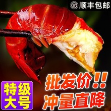 Cai-h龙虾尾鲜冻无冰衣鲜活冷冻小龙虾尾特级大号虾球生鲜商用