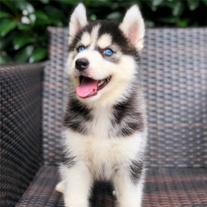 出售纯种哈士奇幼犬活体二哈幼犬三火蓝眼中型雪橇犬三傻宠物狗狗