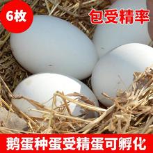 6枚纯种大三花鹅蛋种蛋受精蛋种蛋可孵化鹅苗四季鹅新鲜五龙鹅