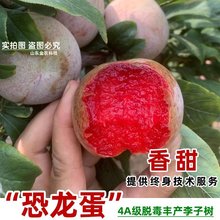 嫁接红肉恐龙蛋李子树苗红心晚熟李子苗南北方种植当年结果果苗