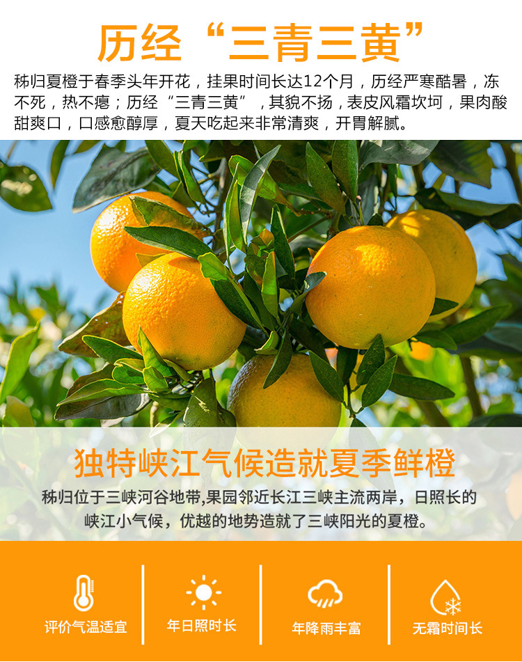 湖北秭归脐橙9斤新鲜伦晚橙子水果当季正宗夏橙整箱手剥冰糖大果