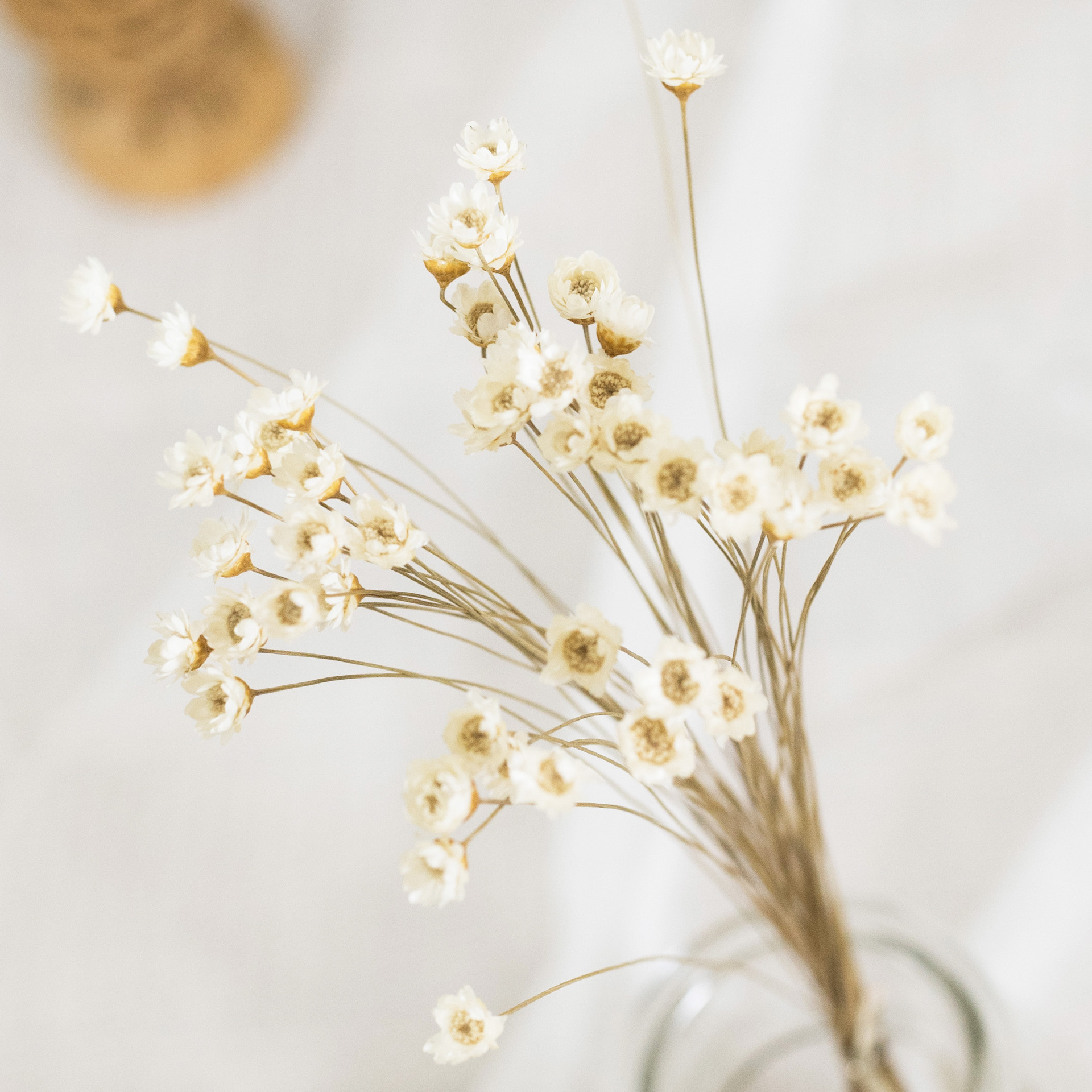巴西小星花迷你小雏菊干花花束真花风干满天星ins拍照道具网红