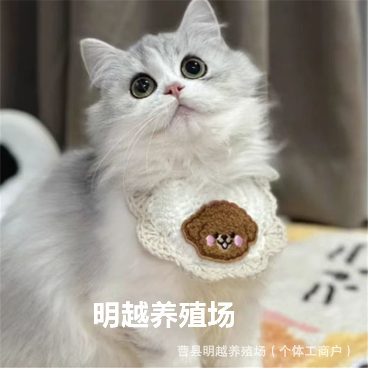 纯种长毛高地宠物猫活体银白长毛拿破仑西伯利亚森林猫