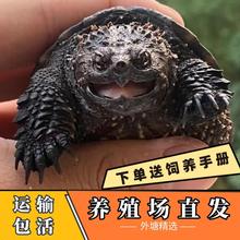 鳄鱼龟外塘龟种龟养殖靓龟观赏龟食用龟大鳄龟肉食佛杂北美龟包活