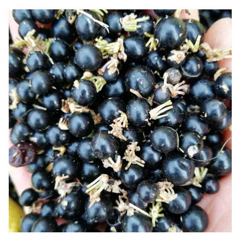 厂家批发 新采兰花三七种子 地被草花花卉种子 小叶兰花三七种籽