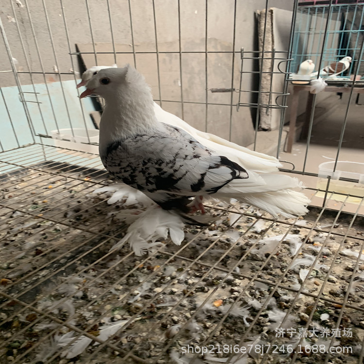 毛脚两头乌鸽 红色彩背鸽子 红头鸽子活体 圆环鸽 观赏鸽养殖场