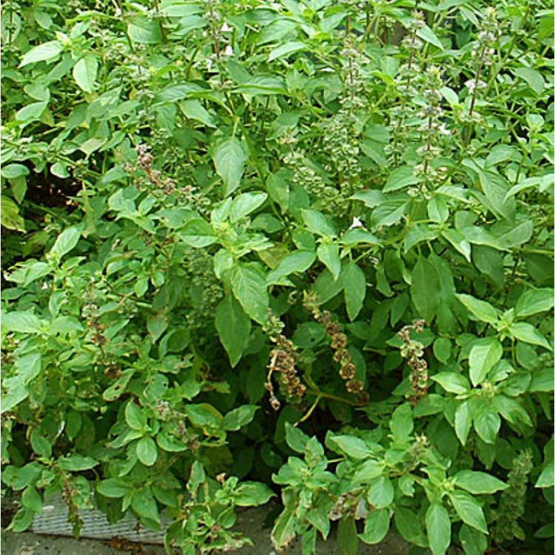 罗勒种孑 九层塔大叶甜罗勒 兰香 金不换种籽 四季播种蔬菜种子