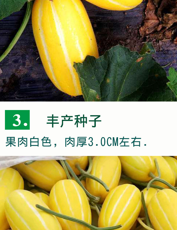 黄金蜜甜瓜种子 农田菜地田园种植早熟杂交口感香甜白肉甜瓜籽