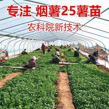 烟薯号薯苗山东烟台地瓜苗种红薯苗秧农科院脱毒带根蜜薯