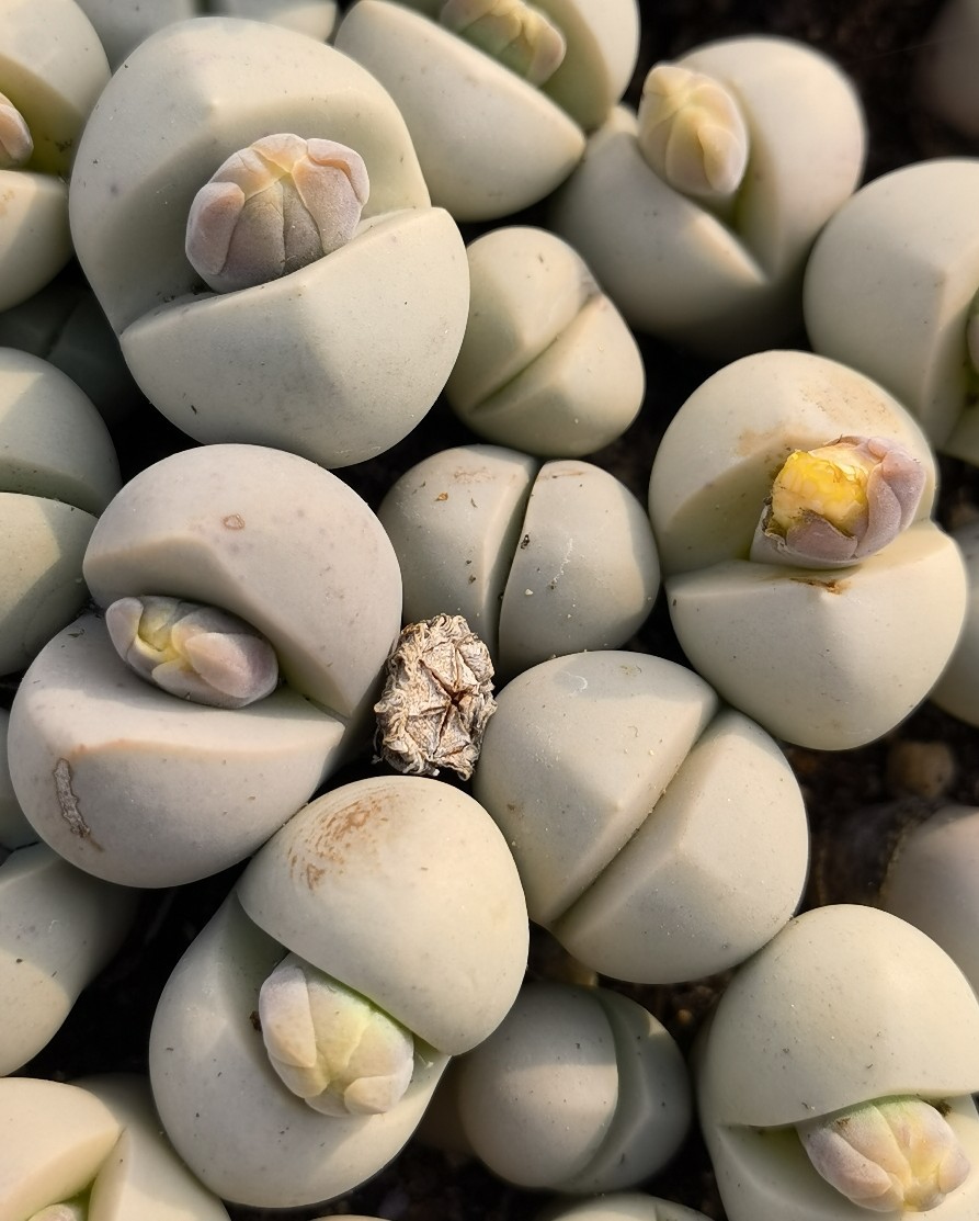 基地大棚直供春桃玉大母本开花株多肉植物花卉绿植小盆栽园艺室内