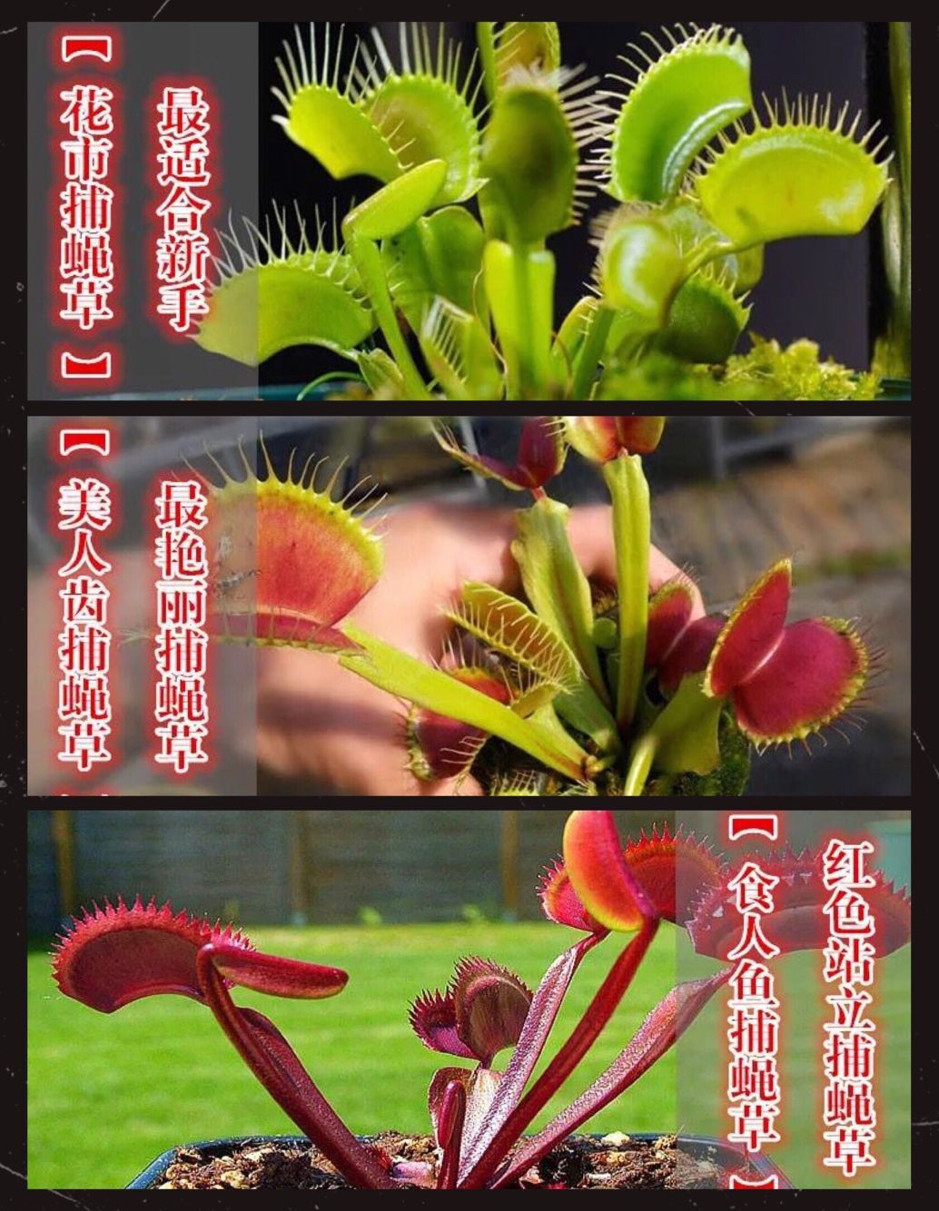 捕蝇草食人花盆栽苗食虫植物驱蚊草多肉植物室内绿植花卉 毛膏菜