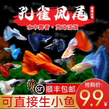 七星鱼苗活体淡水养殖山斑珍珠赤雷龙月鳢蛇鱼金鱼冷水观赏鱼10