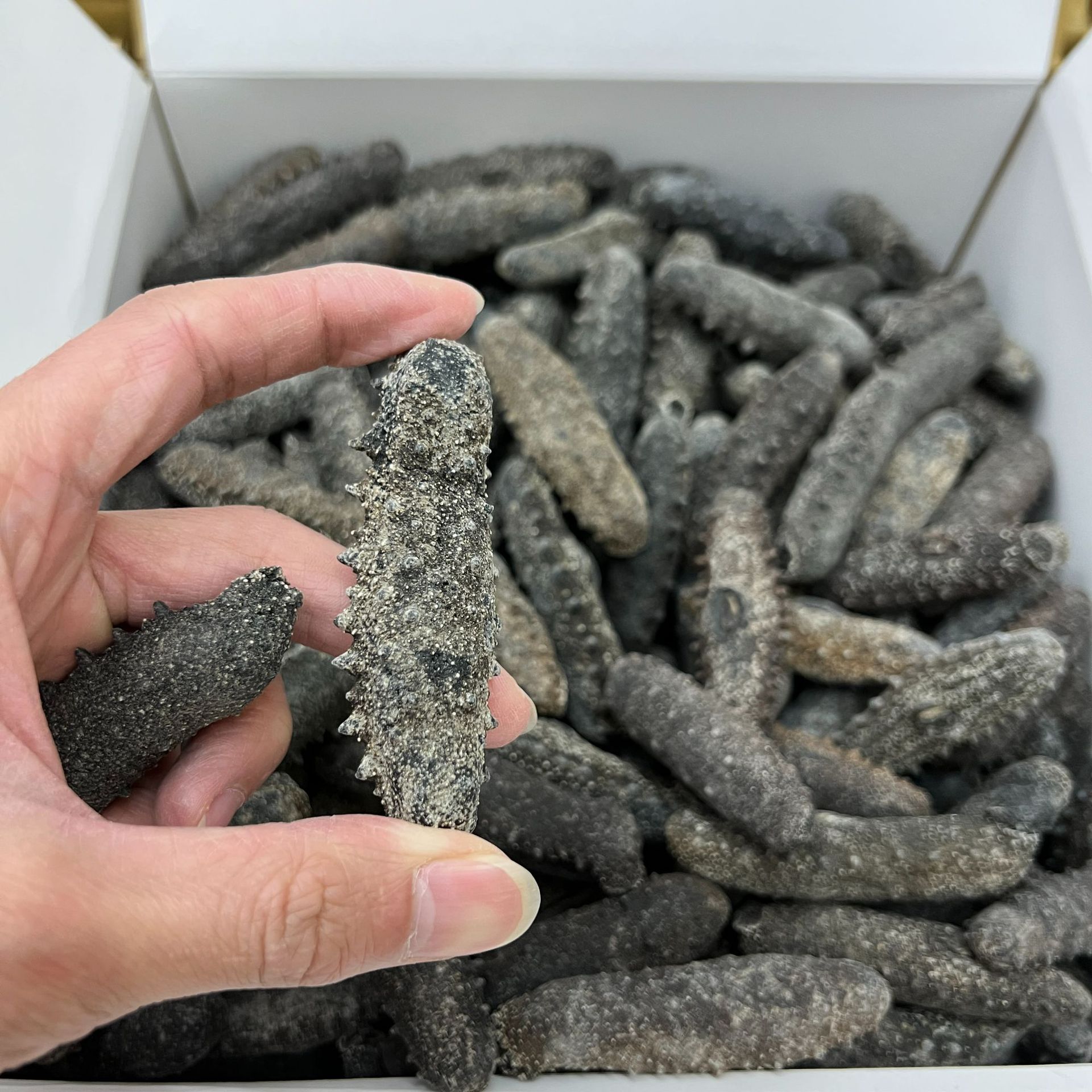 日本北海道天然野生关西参海参干货直销纯淡干辽刺参20-300头