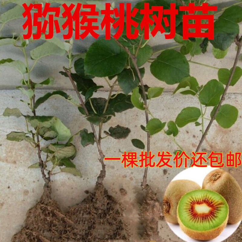 红心猕猴桃苗 南方北方种植 自花授粉嫁接苗当年结果软枣猕猴桃苗