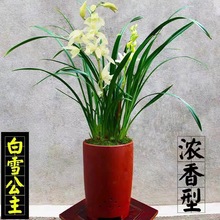 兰花苗带花苞出售白雪公主建兰四季兰名贵浓香白花素心易好养绿植