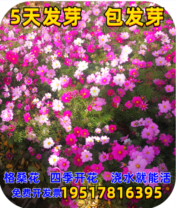 波斯菊花种子四季开花易活花籽庭院室外花卉种孑七彩格桑花种籽子