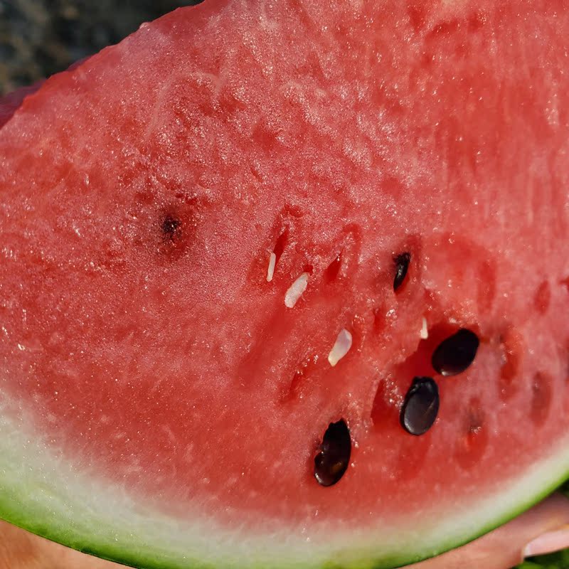 上海南汇8424西瓜黑籽西瓜新鲜水果整箱当季农家特产现摘包邮