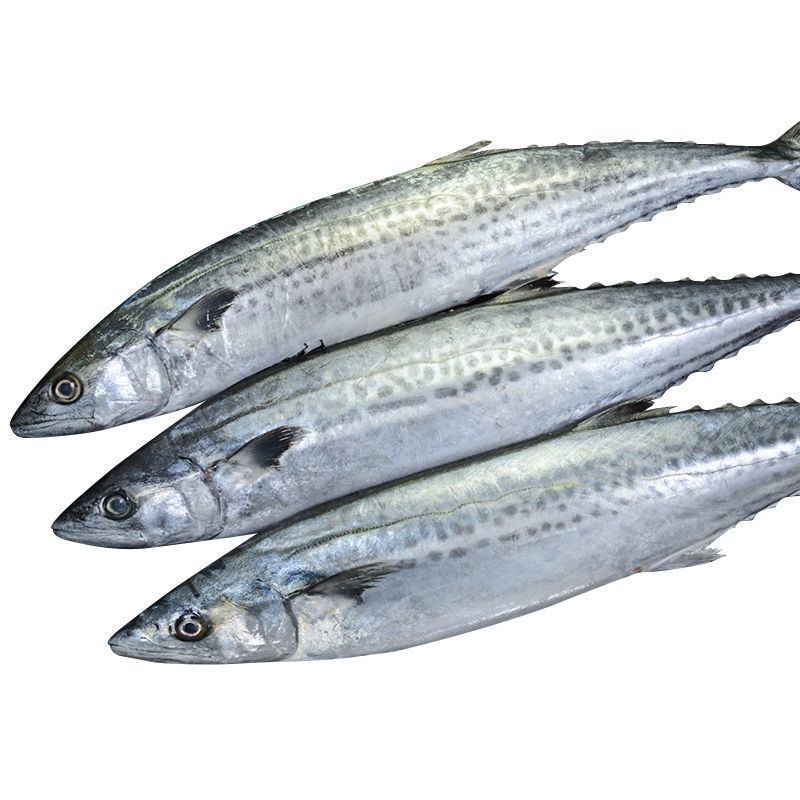 鲅鱼新鲜批发 鲜活海捕冷冻海鲜水产深海鱼大马鲛鱼大鲅鱼