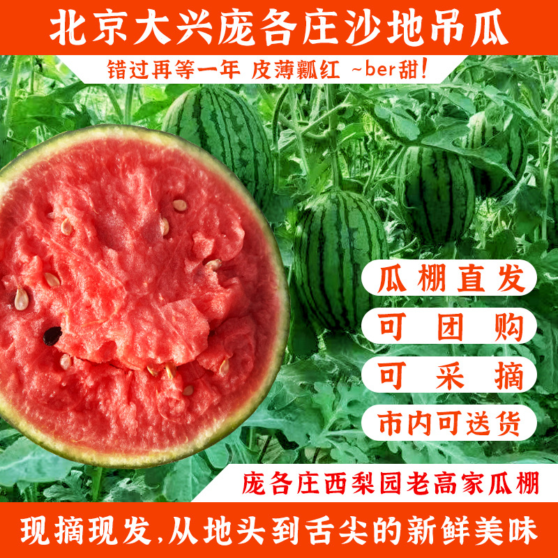 北京大兴庞各庄西瓜礼盒装新鲜头茬沙地小吊瓜整箱原产地瓜棚直发