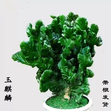 彩麒麟玉麒麟黄春峰麒麟盆栽仙人掌盆栽植物办公室桌面造型盆栽