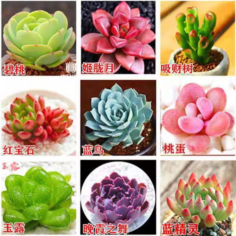 多肉批发植物套餐精选稀有不死鸟室内阳台贵货落地生根植物速卖通