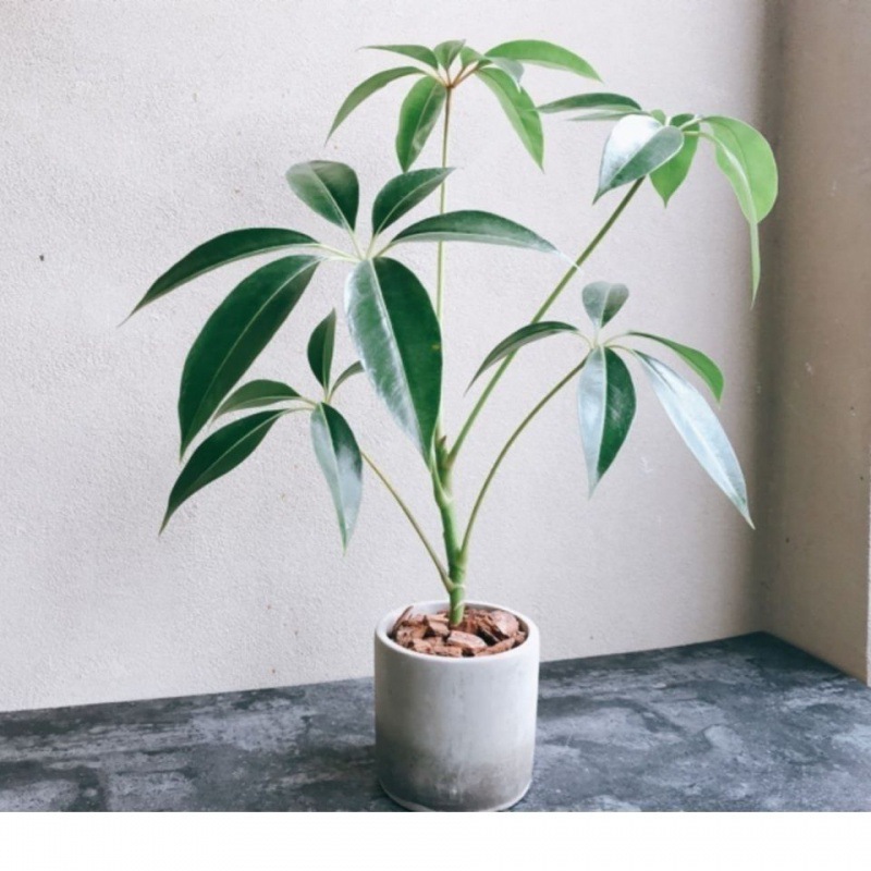 日本大叶伞 保罗 室内盆栽观叶植物客厅净化空气北欧风绿植