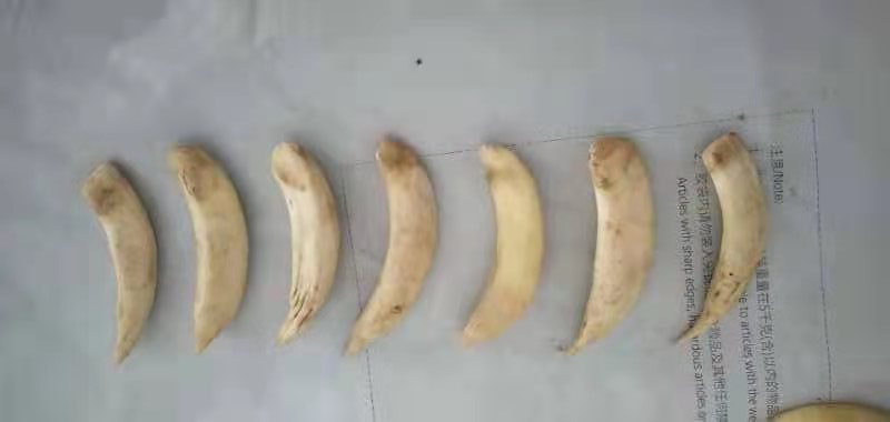 猪牙 猪门牙 猪獠牙 仿象牙珠子原料 古玩景区货源 项链