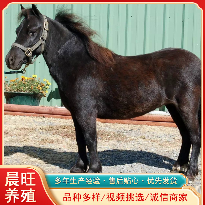 江苏矮马养殖活体马匹出售半血马成都有卖的景区活体骑乘矮马价格