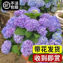 绣球花盆栽带花大苗无尽夏万华镜耐晒欧洲木本绣球鲜花老桩四季开