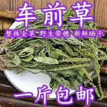 中药材野生整颗车前草干500g新鲜晒干车前草泡茶泡水车前草茶50g.